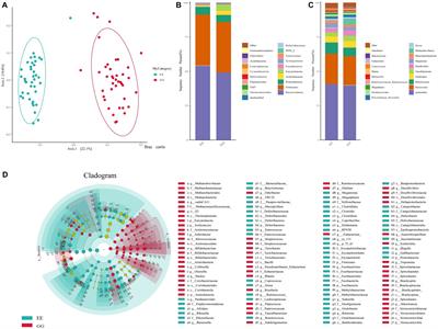 Early fecal microbiota transplantation from high abdominal fat chickens affects recipient cecal microbiome and metabolism